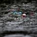 Roses and other flowers float in the Huron River after being tossed over the bridge on Monday, May 27. Daniel Brenner I AnnArbor.com